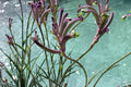 Anigozanthos Carnivale Plug – Kangaroo Paw Plant with Purple Flowers – Drought Tolerant Perennial Starter Plant