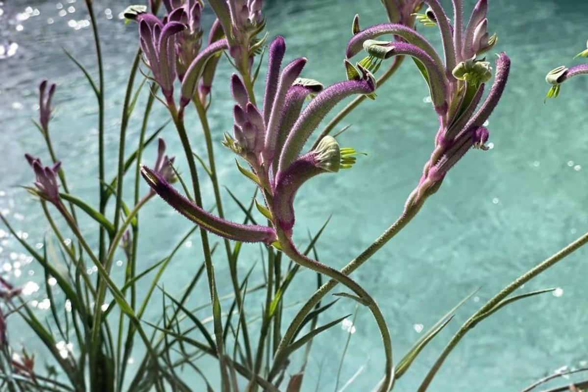 Anigozanthos Carnivale Plug – Kangaroo Paw Plant with Purple Flowers – Drought Tolerant Perennial Starter Plant
