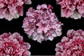 Heuchera ‘Iridescent’ Plug – Coral Bells Starter Plant with Color-Changing Foliage, Shade Perennial, Pink Silver Leaves