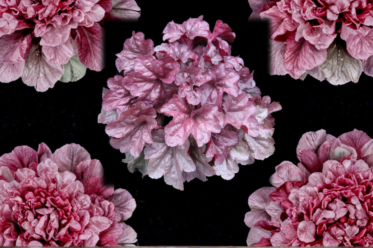 Heuchera ‘Iridescent’ Plug – Coral Bells Starter Plant with Color-Changing Foliage, Shade Perennial, Pink Silver Leaves