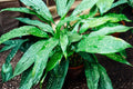 Aspidistra Milky Way Plant – Speckled Foliage Houseplant – Low Light Indoor Plant – Durable Cast Iron Plant – Easy Care Indoor Greenery