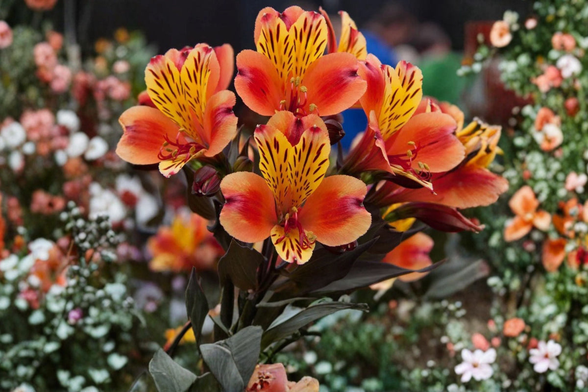 Alstroemeria Indian Summer Live Plant – Peruvian Lily with Orange Yellow Blooms & Bronze Foliage – Long Blooming Perennial in 4.5" Pot