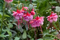 Hardy Fuchsia Plant | Pink & White Flowers | 1 Gallon | Shade Loving Shrub | Hummingbird & Pollinator Magnet | Shelford Fuchsia
