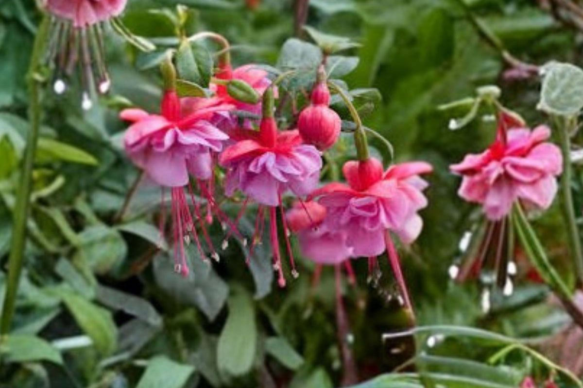Hardy Fuchsia Plant | Pink & White Flowers | 1 Gallon | Shade Loving Shrub | Hummingbird & Pollinator Magnet | Shelford Fuchsia