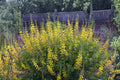 Baptisia ‘Solar Flare’ False Indigo Plant – Drought Tolerant Perennial with Yellow, Orange & Purple Blooms – Pollinator & Native Garden Plant