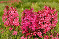 Lobelia Starship Rose Plant – Pink Flower Spikes – Hummingbird Magnet – Long Blooming Perennial – 4" Pot