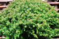 Dwarf Japanese Cedar Vilmoriniana – Compact Evergreen Shrub – Small Conifer for Garden & Container