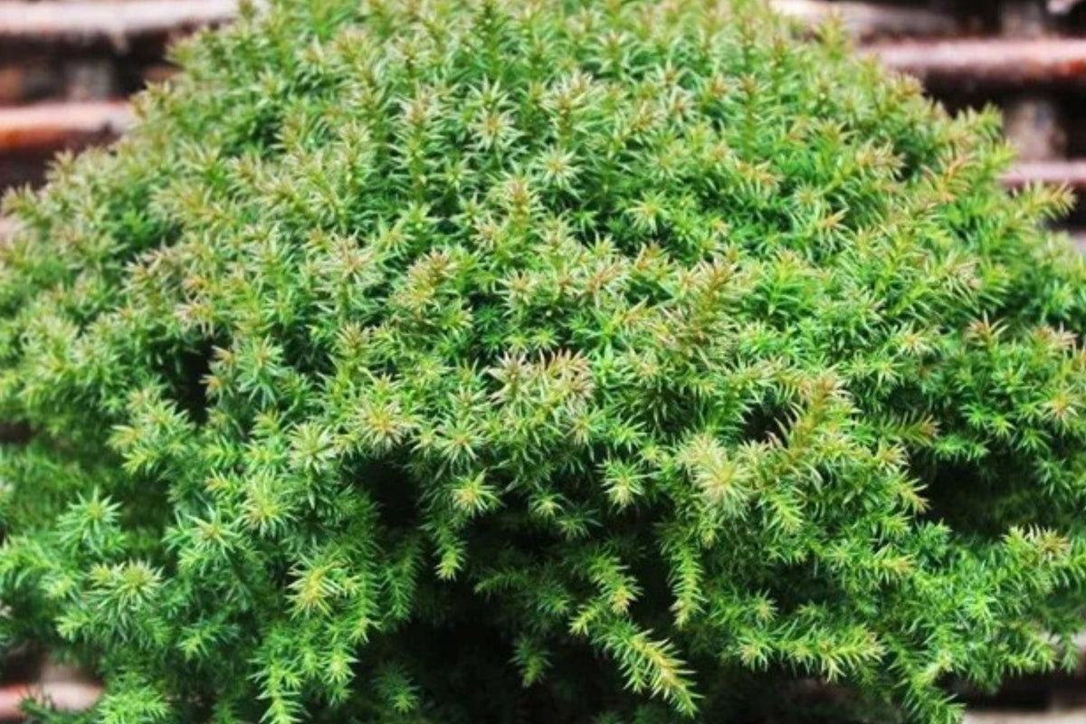 Dwarf Japanese Cedar Vilmoriniana – Compact Evergreen Shrub – Small Conifer for Garden & Container