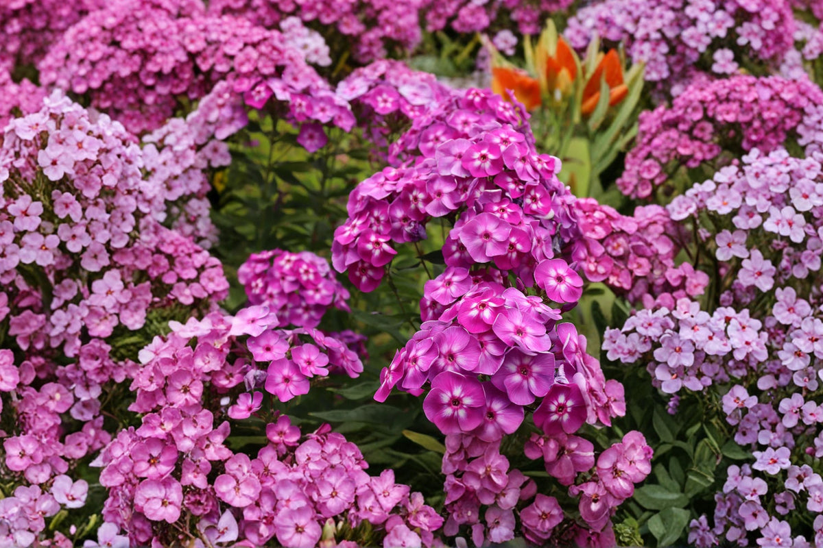 Garden Phlox Laura | Tall Perennial with Fragrant Purple Flowers | Pollinator-Friendly | 1 Gallon Live Plant
