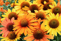 Echinacea PRIMA Saffron Live Plant | Compact Yellow Coneflower | Pollinator Perennial | Drought Tolerant Herbaceous Plant