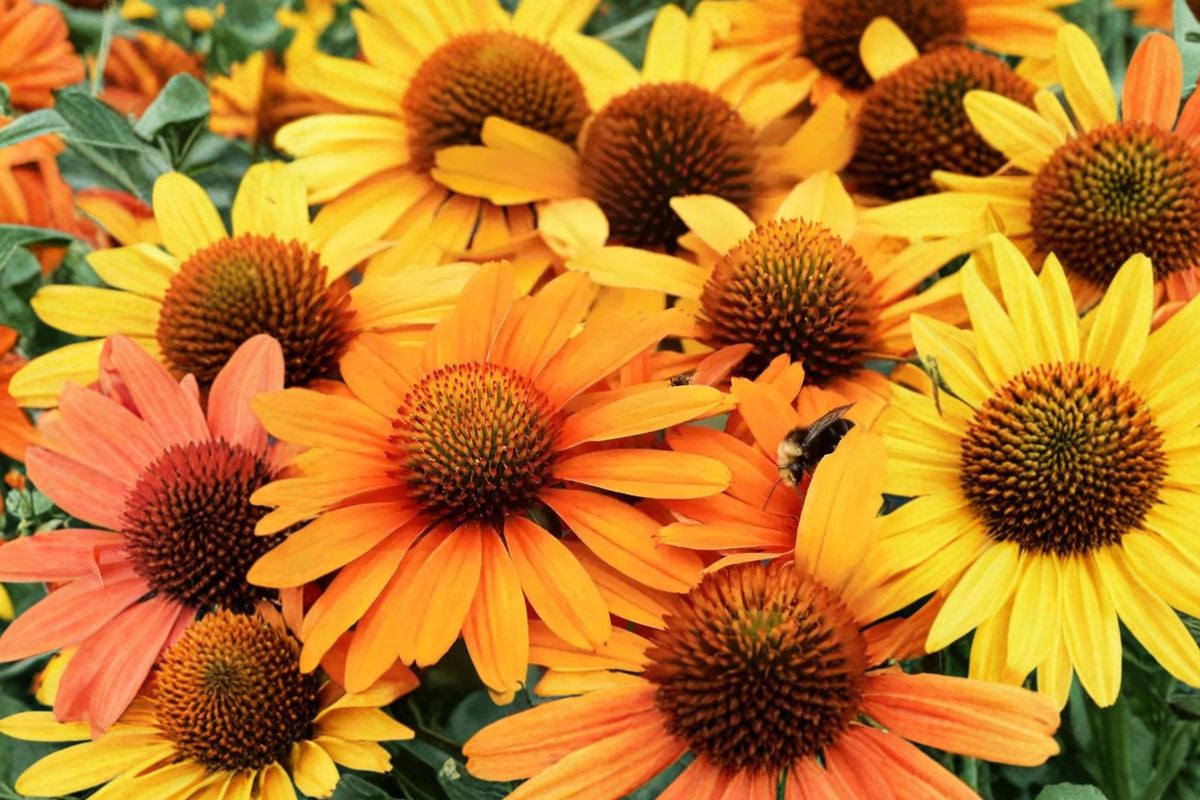 Echinacea PRIMA Saffron Live Plant | Compact Yellow Coneflower | Pollinator Perennial | Drought Tolerant Herbaceous Plant