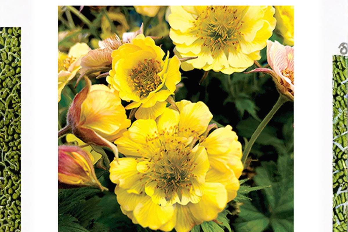 Geum ‘Tempo Yellow’ | Double Flower Perennial Plant | Long Blooming Pollinator-Friendly | Potted or Plug | Bright Yellow Flowers
