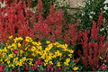 Agastache 'Kudos Coral' Hummingbird Mint Live Plant, Drought Tolerant Perennial, Coral Hyssop, Pollinator-Friendly, Compact, Full Sun