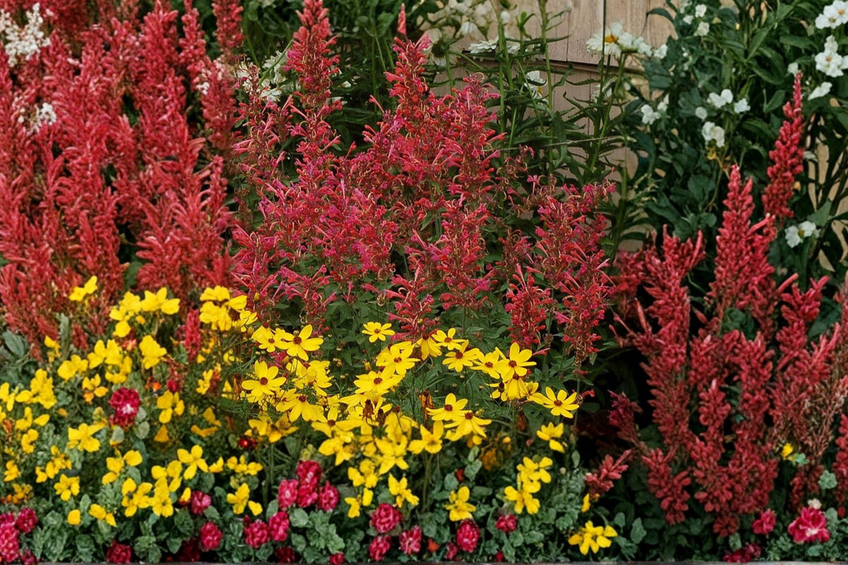 Agastache 'Kudos Coral' Hummingbird Mint Live Plant, Drought Tolerant Perennial, Coral Hyssop, Pollinator-Friendly, Compact, Full Sun