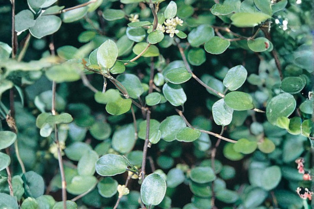 Muehlenbeckia axillaris Wire Vine Plant, Trailing Groundcover, Creeping Spiller for Rock Gardens & Containers