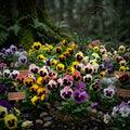 Swiss Giants Pansy Seeds - Pensee Mix Viola Wittrockiana Colorful Flower Seeds for Garden & Pots