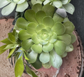 Unrooted Aeonium arboreum Succulent Cuttings Set of 3 Large Rosettes for Propagation