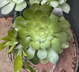 Unrooted Aeonium arboreum Succulent Cuttings Set of 3 Large Rosettes for Propagation