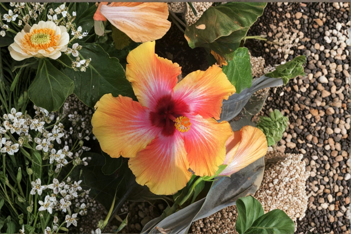 Sensational Hibiscus Plant – Hibiscus rosa-sinensis ‘Sensation’ – Tropical Evergreen Shrub with Apricot Flowers for Garden & Patio