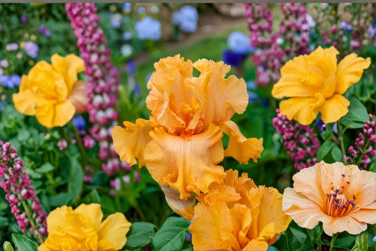 Orange King Iris Live Plant – Bearded Iris Perennial with Vibrant Orange Blooms, Iris germanica, Drought & Deer Resistant, Quart Container