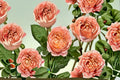 Julieta Rose Live Plant – Own Root Shrub Rose with Apricot Pink Blooms, Repeat Flowering, Rosa hybrid for Garden & Patio