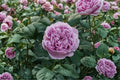Karen Rose Own Root Live Plant – Blue Purple Fragrant Japanese Rose, Ornamental Garden Rose, Cut Flower, Repeat Bloomer