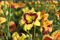 El Desperado Daylily Live Plant – Yellow Perennial Flower, Hemerocallis Hybrid, Easy-Care Border and Cottage Garden Plant