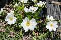 Cherokee Rose Live Plant – Bare Root White Climbing Rose Rosa laevigata for Fences, Trellises & Landscape