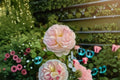 Live Starter Plant - Moonlight in Paris Rose Bush - Fragrant Garden Rose - Rosa ‘Moonlight in Paris’