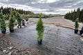 Emerald Green Arborvitae Live Plant – Thuja occidentalis ‘Smaragd’ – Evergreen Conifer for Hedges & Landscaping