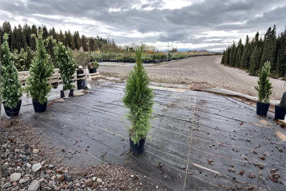 Emerald Green Arborvitae Live Plant – Thuja occidentalis ‘Smaragd’ – Evergreen Conifer for Hedges & Landscaping