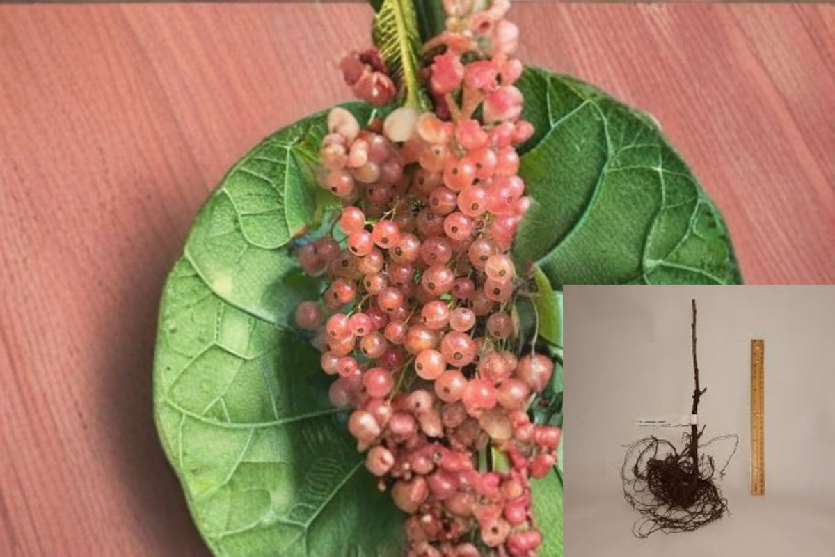 Pink Champagne Currant Cuttings – Ribes rubrum – Edible Pink Berries – Fruit Shrub Propagation Plant