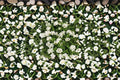 Trailing Lantana Plant – Lantana camara – Colorful Flowering Groundcover & Container Plant