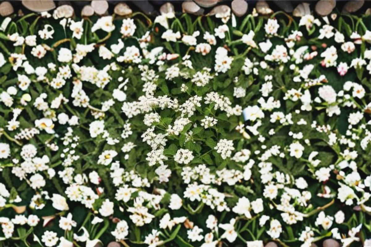 Trailing Lantana Plant – Lantana camara – Colorful Flowering Groundcover & Container Plant