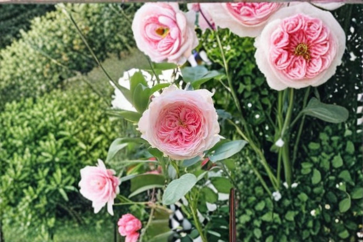 Pompom Veranda Rose Live Plant – Compact Patio Rose Rosa Hybrid with Pink Blooms for Containers & Gardens