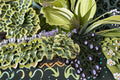 Mini Skirt Dwarf Ruffled Hosta Live Starter Plant – Blue-Green Foliage, Lavender Flowers, Shade Perennial
