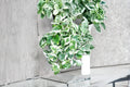 Pearls and Jade Pothos Cuttings – Variegated Epipremnum aureum Trailing Houseplant, Indoor Foliage, Unrooted Propagation Plant