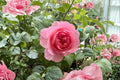 Pink Peony-Style Live Rose Plant, Victoria’s Kiss, Densely Double Pink Rose, Garden & Patio Rosa hybrid