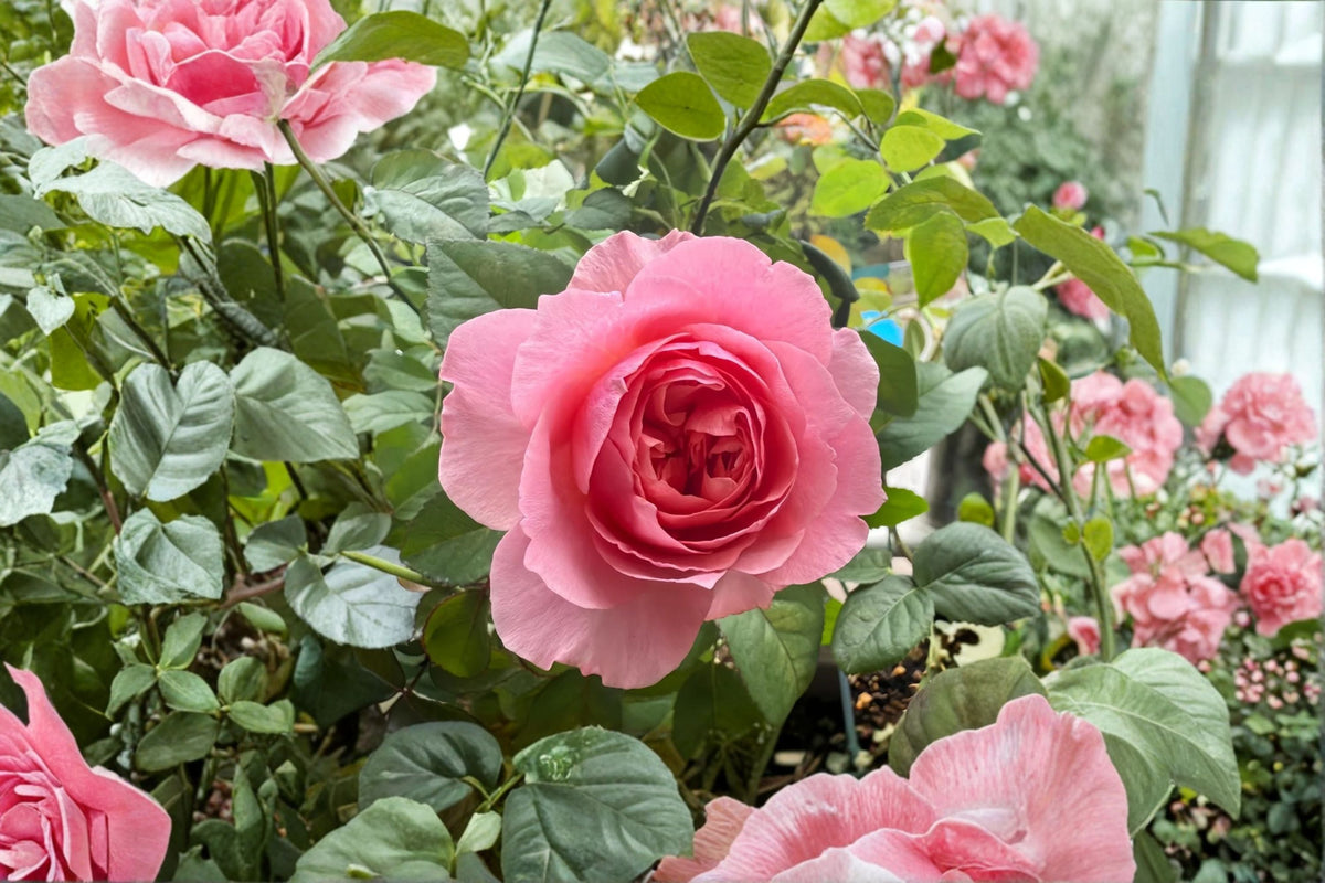 Pink Peony-Style Live Rose Plant, Victoria’s Kiss, Densely Double Pink Rose, Garden & Patio Rosa hybrid