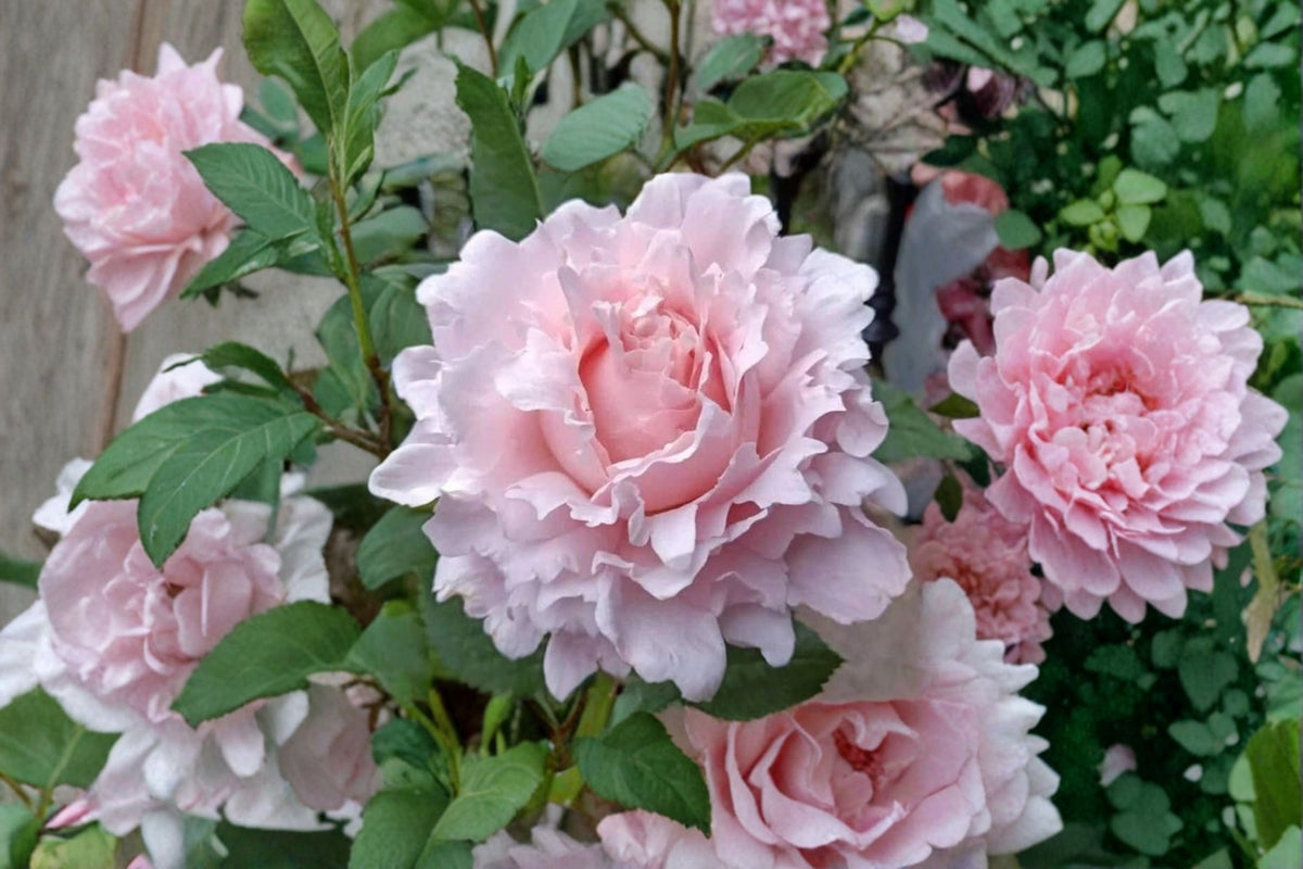 Sophie Rochas Rose Live Plant – Fragrant French Cut Garden Rose – Repeat Blooming Rosa hybrid for Garden, Patio, Floral Arrangements