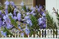 Ken Taylor Rosemary Plant – Aromatic Evergreen Herb – Rosmarinus officinalis ‘Ken Taylor’ – Culinary & Fragrant Herb