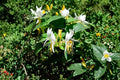 Scentsation Honeysuckle Live Bare Root Plant – Fragrant White Vine – Lonicera periclymenum for Fences & Walls