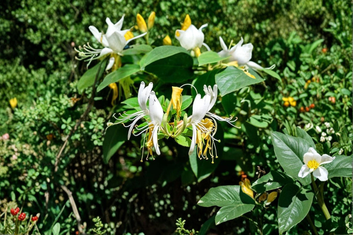 Scentsation Honeysuckle Live Bare Root Plant – Fragrant White Vine – Lonicera periclymenum for Fences & Walls