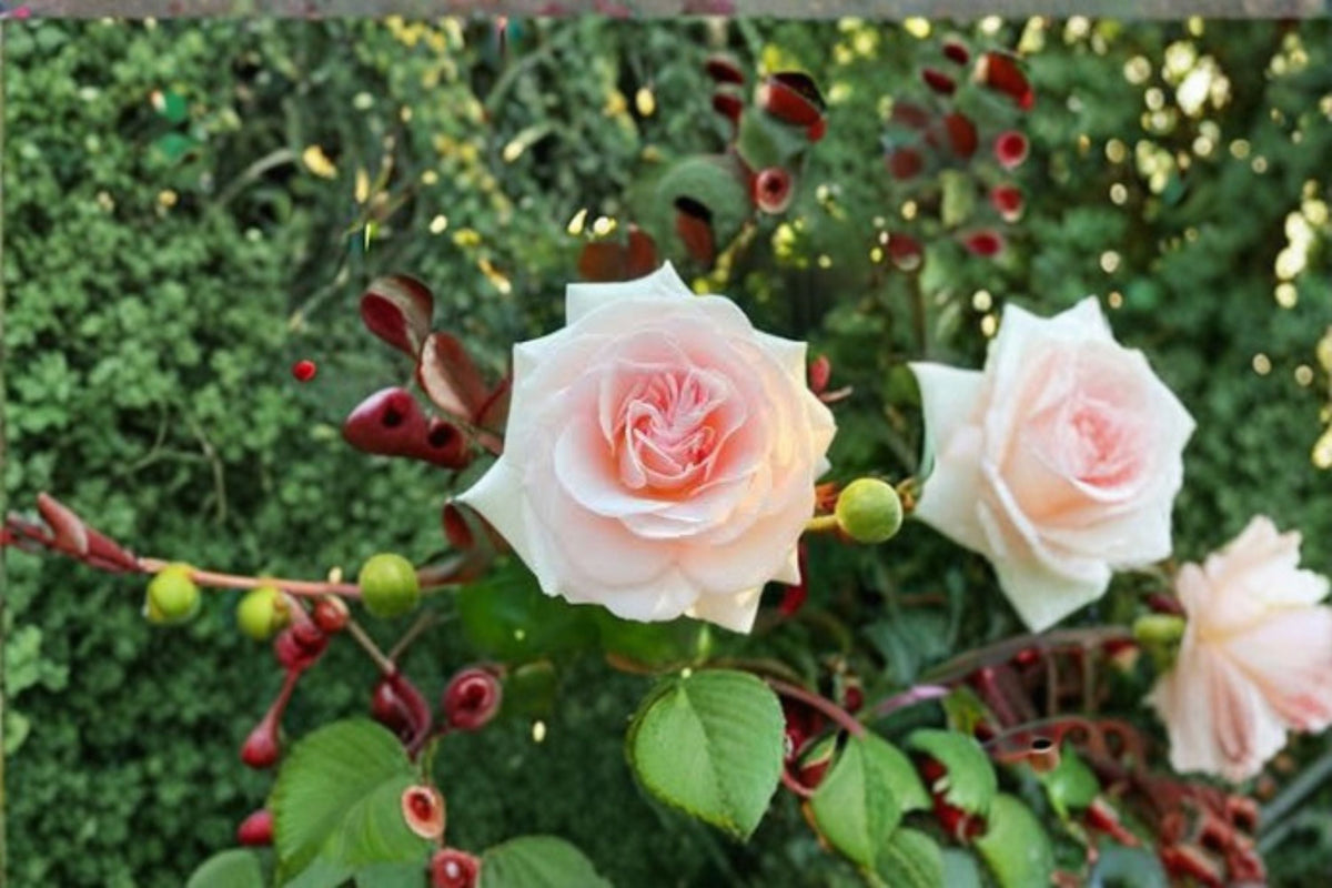 Prince Jardinier Rose Live Plant – Fragrant Repeat Blooming Cut Rose Rosa Hybrid for Garden, Patio & Floral Arrangements