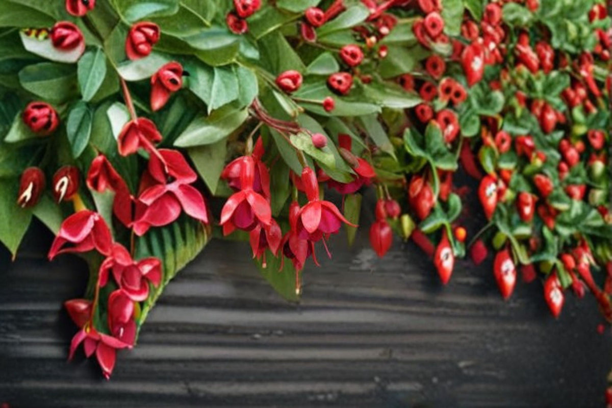 Fuchsia Marinka Live Plant – Trailing Flowering Fuchsia hybrida for Baskets & Containers