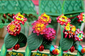 Irene Lantana Plant – Perennial Shrub with Yellow & Pink Flower Clusters – Lantana camara ‘Irene’ for Borders & Containers