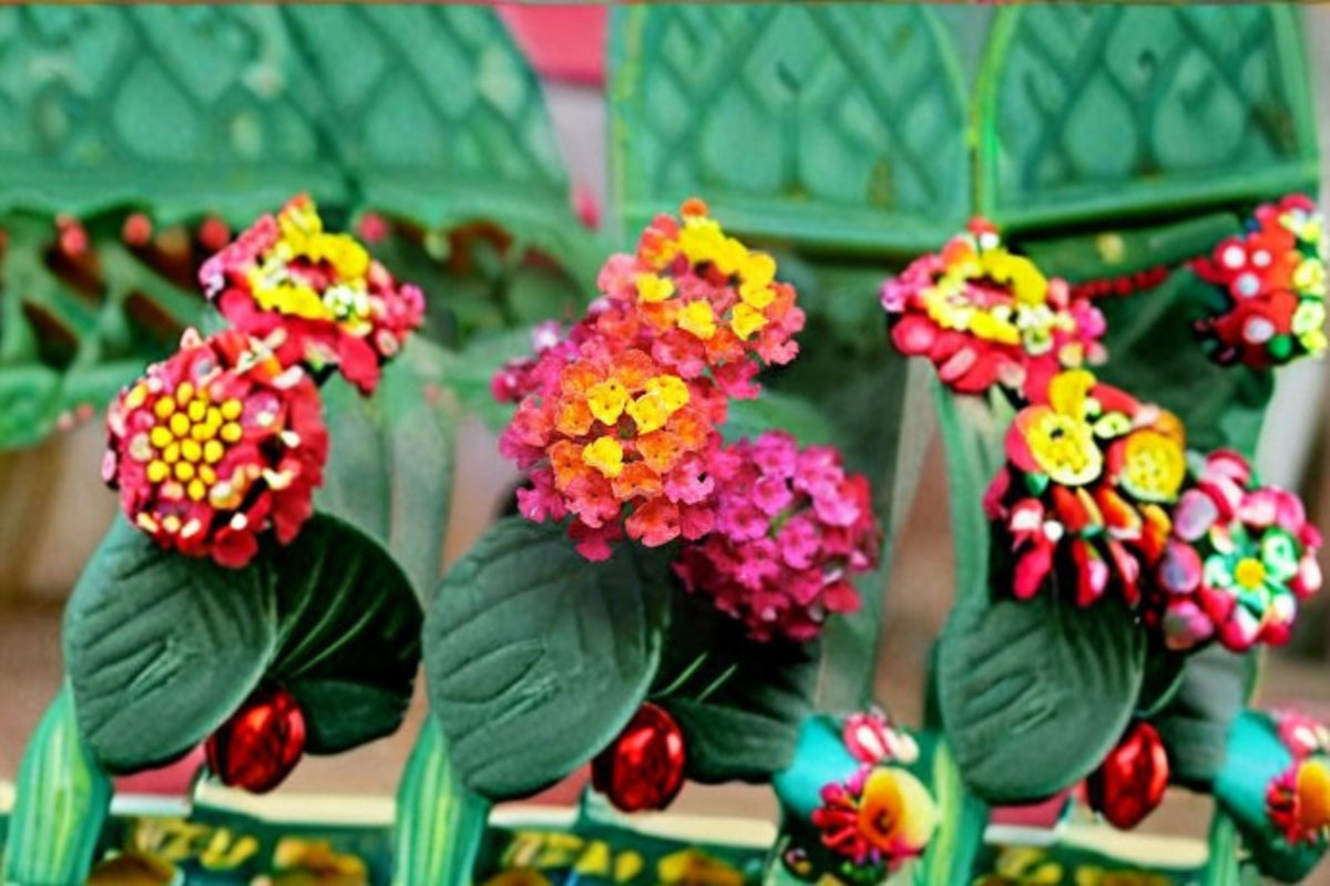 Irene Lantana Plant – Perennial Shrub with Yellow & Pink Flower Clusters – Lantana camara ‘Irene’ for Borders & Containers