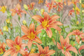 Orange Daylily Live Plant – Bare Root Perennial Flower, Bright Orange Hemerocallis Hybrid for Borders & Garden Beds