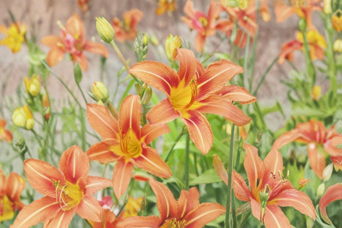 Orange Daylily Live Plant – Bare Root Perennial Flower, Bright Orange Hemerocallis Hybrid for Borders & Garden Beds