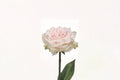 Pink Champagne Rose Live Plant – Fragrant Pink Rose for Gardens & Containers – Rosa hybrid